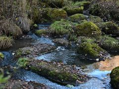 -五营红松林海景区