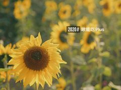 -映月湖中央公园