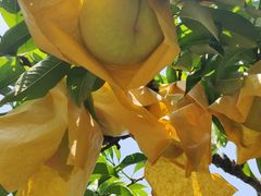 -老袁家蜜桃农场·阳山水蜜桃