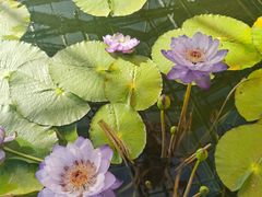 -国家植物园南园