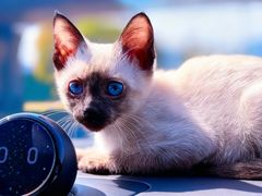 -欣宠猫屋·矮脚拿破仑·蓝金金渐层