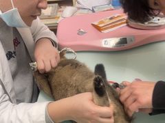 -宠福鑫康馨动物医院·骨科·眼科