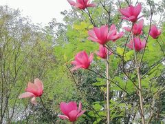 -深圳国际园林花卉博览园