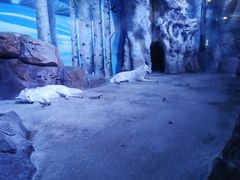 -芜湖新华联大白鲸海洋公园