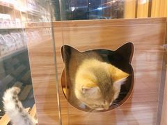 -猫十亿·布偶金渐层·曼基康矮脚猫舍(青年路店)