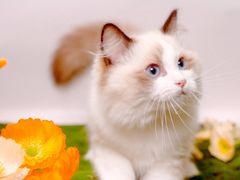 -翊宠yipet猫狗购宠庄园犬舍•猫舍