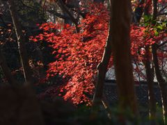 -秋霞圃