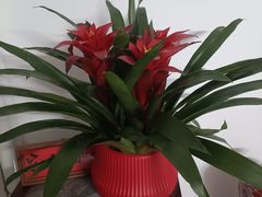 -二斗栗子(黄河道店)