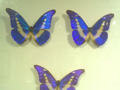 android_upload_pic-上海昆虫博物馆