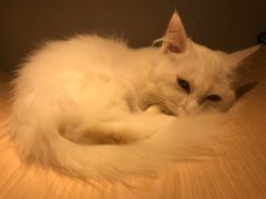 -飞行喵MR PILOT|猫舍·猫咖(静安大融城店)