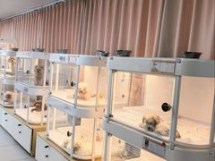 -翊宠yipet猫狗购宠庄园犬舍•猫舍