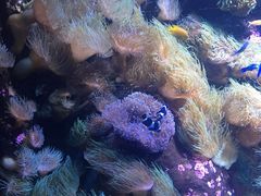 -悉尼海洋生物水族馆