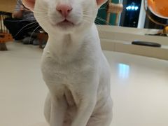 -飞行喵MR PILOT|猫舍·猫咖(静安大融城店)