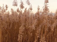 -野鸭湖国家湿地公园