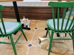 -柯斗斗主题餐厅·狗咖·围炉煮茶·茶饮(国瑞升平里店)