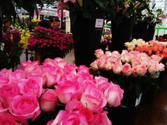 -荷兰花海