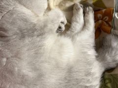 -关爱宠物医院·猫科中心·消化科(滨湖万达分院)