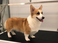 -comecome来吧宠物(奥克斯中心店)