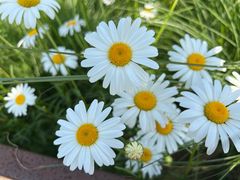 -花开海上生态园