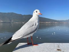 -海埂大坝