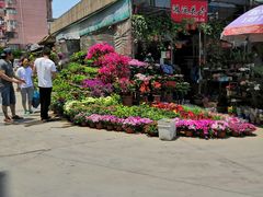 -平吉花卉市场