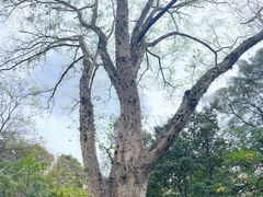 -广西壮族自治区药用植物园