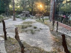 -上海野生动物园老虎餐厅