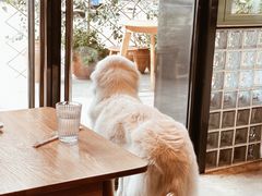 -尤加利咖啡馆