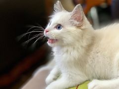 -袁大头包子(光华路店)