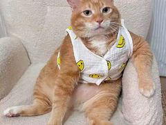 -瑞鹏宠物医院·普外科·影像科·皮肤科(城市山谷分院)