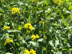 -扁都口生态休闲旅游区