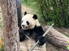 -青藏高原野生动物园