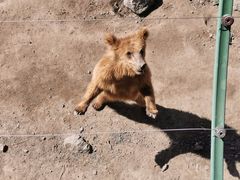 -新疆天山野生动物园