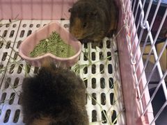 -藦茜花园宠物主题亲子互动体验馆(国顺东路店)