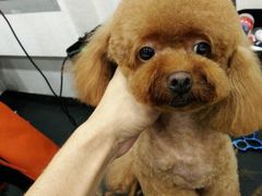 -八公叔叔宠物美容连锁(春申店)