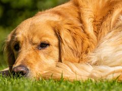 -宠物家(大兴旧宫店)