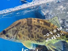 -全乐鱼馆·淳牌有机鱼直营店