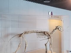 -北京周口店北京人遗址博物馆