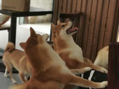 -柴源莊·柴小宠柴犬咖啡