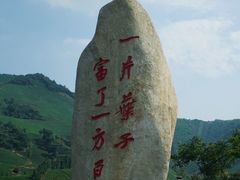 -白茶原·一片叶子