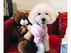 -百好乐宠物友好餐厅(朝外大街店)