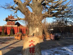-大槐树寻根祭祖园