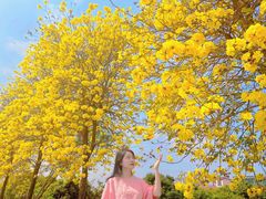 -天适樱花悠乐园