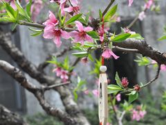 -田园东方蜜桃村的田野营地