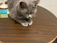 -猫色咖啡·猫咖