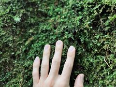 -云南屏边大围山国家公园