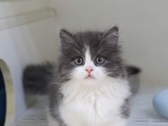 -lincat·猫舍(广州店)