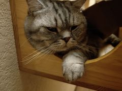-猫友咖啡店(玉林西路店)