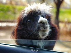 -北京野生动物园