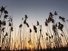 -合肥滨湖国家森林公园